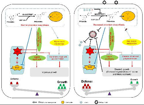  MdUGT88F1介导的根皮苷生物合成调节苹果植株生长发育和腐烂病抗性模型
